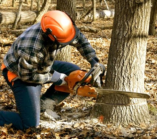 Tree Removal in Marshall, OK